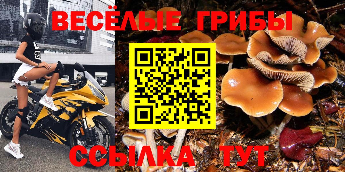 Галлюциногенные грибы Psilocybe Сатка